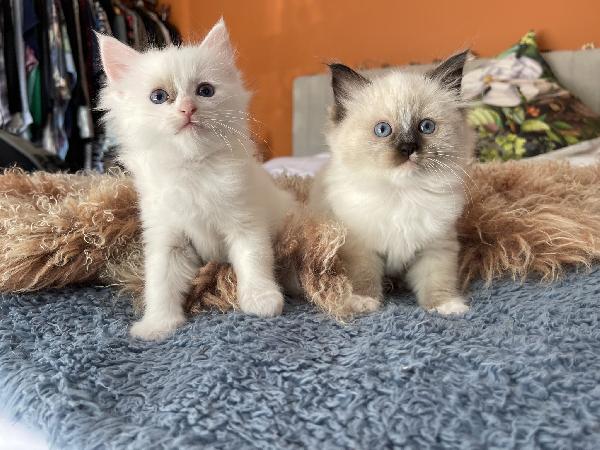 Stupendi gattini Ragdoll